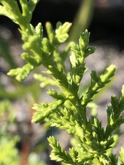 Cupressus abramsiana