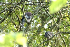 Patagioenas cayennensis