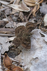 Staphylus hayhurstii