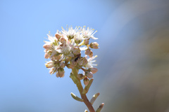 Dudleya densiflora