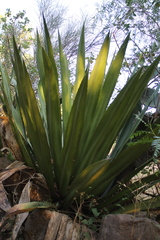 Furcraea andina