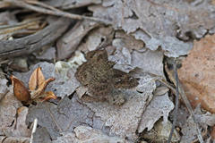 Staphylus hayhurstii