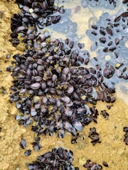 Brachidontes rostratus