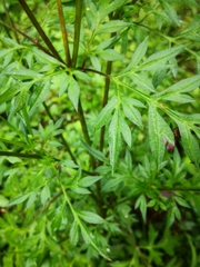 Cosmos caudatus