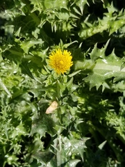 Sonchus asper