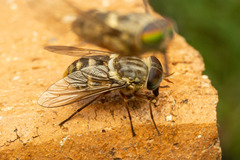 Pangoniinae