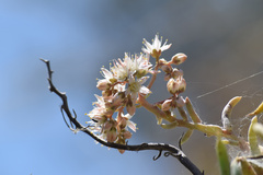 Dudleya densiflora