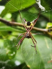 Micrathena sexspinosa
