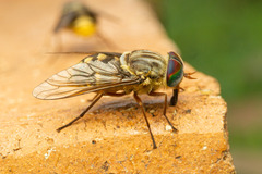 Pangoniinae