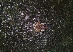 Eleutherodactylus planirostris