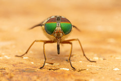 Pangoniinae