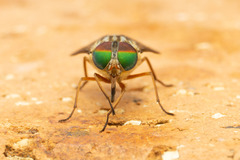 Pangoniinae