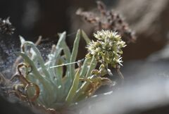 Dudleya densiflora