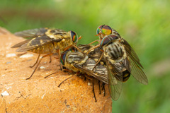 Pangoniinae