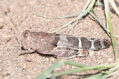 Leprus intermedius