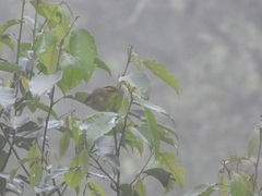 Phylloscopus ricketti