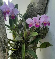 Cattleya