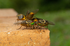Pangoniinae