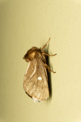 Ochrogaster lunifer
