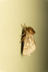 Ochrogaster lunifer