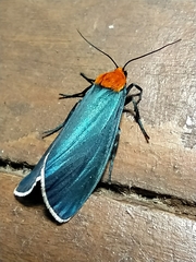 Apistosia judas