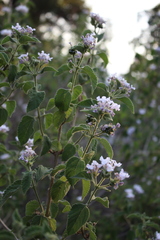 Lantana involucrata