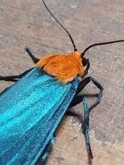 Apistosia judas
