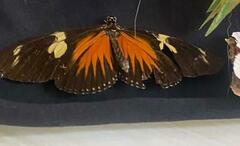 Heliconius doris