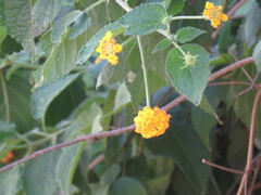 Lantana depressa