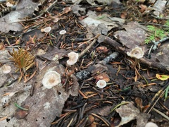 Paragymnopus perforans