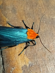 Apistosia judas