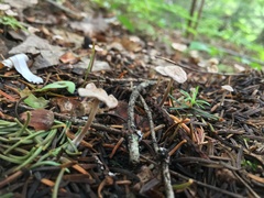 Paragymnopus perforans