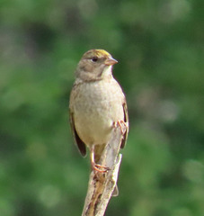 Zonotrichia atricapilla