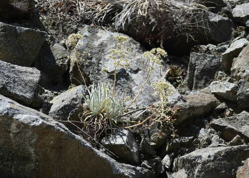 Dudleya densiflora