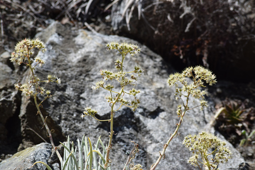 Dudleya densiflora