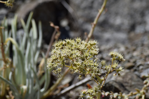 Dudleya densiflora