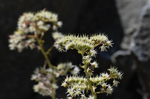 Dudleya densiflora