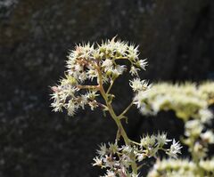 Dudleya densiflora