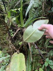 Elaphoglossum crinitum