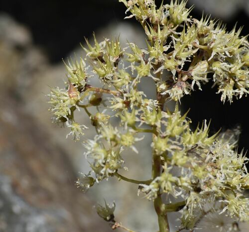 Dudleya densiflora