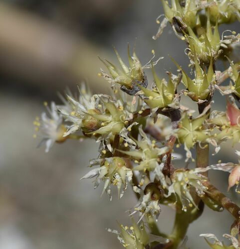 Dudleya densiflora