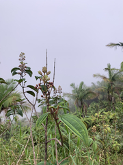 Miconia sintenisii