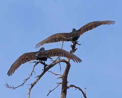 Cathartes aura