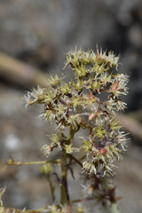 Dudleya densiflora