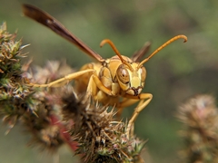 Polistes flavus