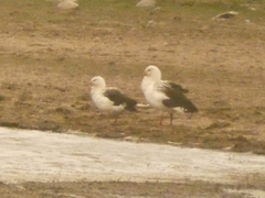 Oressochen melanopterus