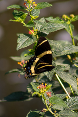 Papilio garamas garamas