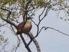 Tarphonomus certhioides