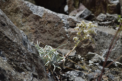Dudleya densiflora