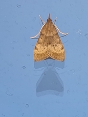 Uresiphita maorialis